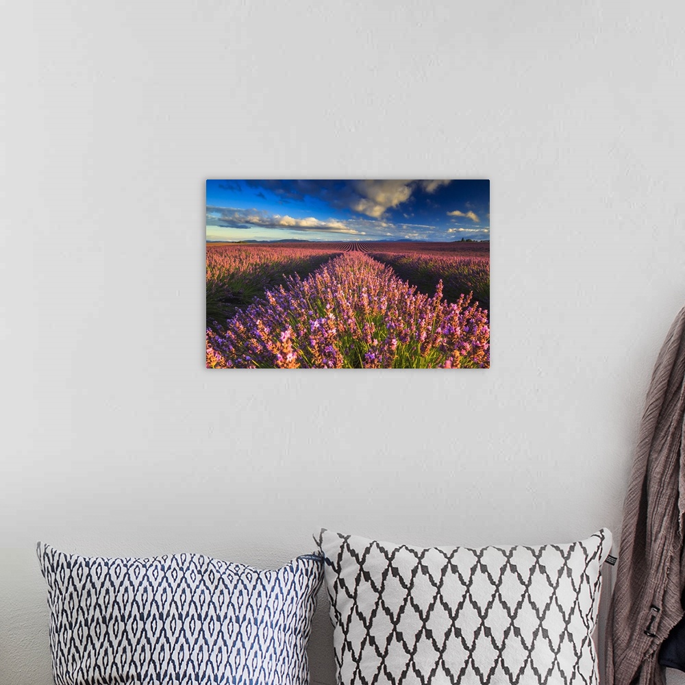 A bohemian room featuring France, Provence-Alpes-Cote d'Azur, Provence, Valensole, Lavender field near Valensole