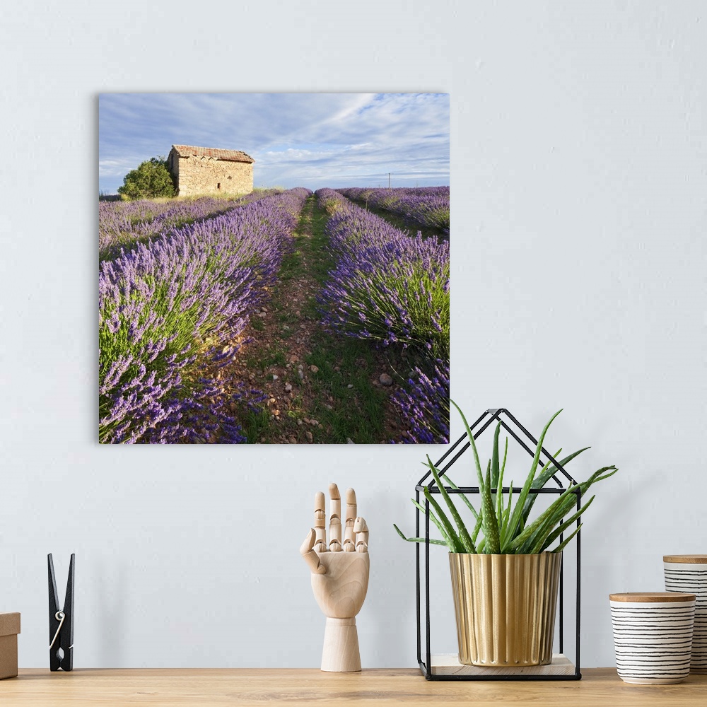 A bohemian room featuring France, Provence-Alpes-Cote d'Azur, Provence, Valensole, Lavender fields
