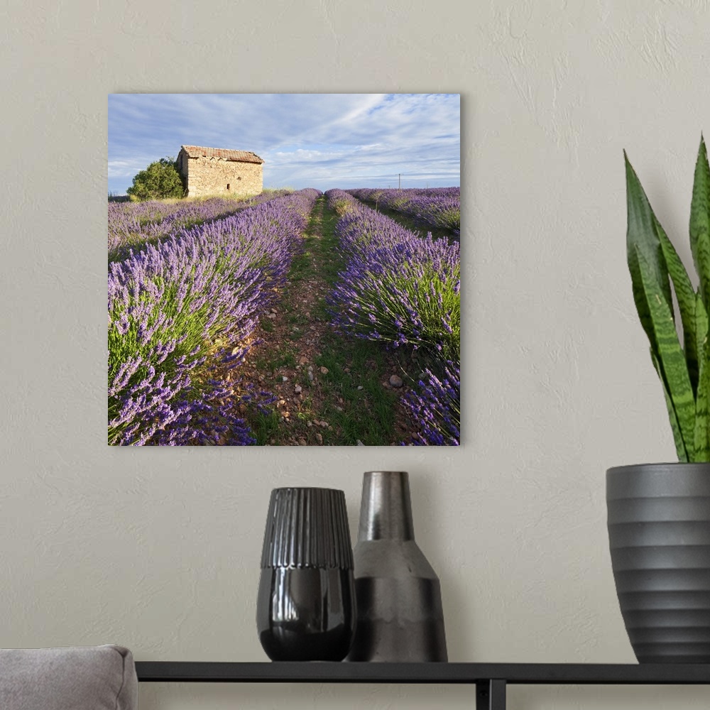 A modern room featuring France, Provence-Alpes-Cote d'Azur, Provence, Valensole, Lavender fields