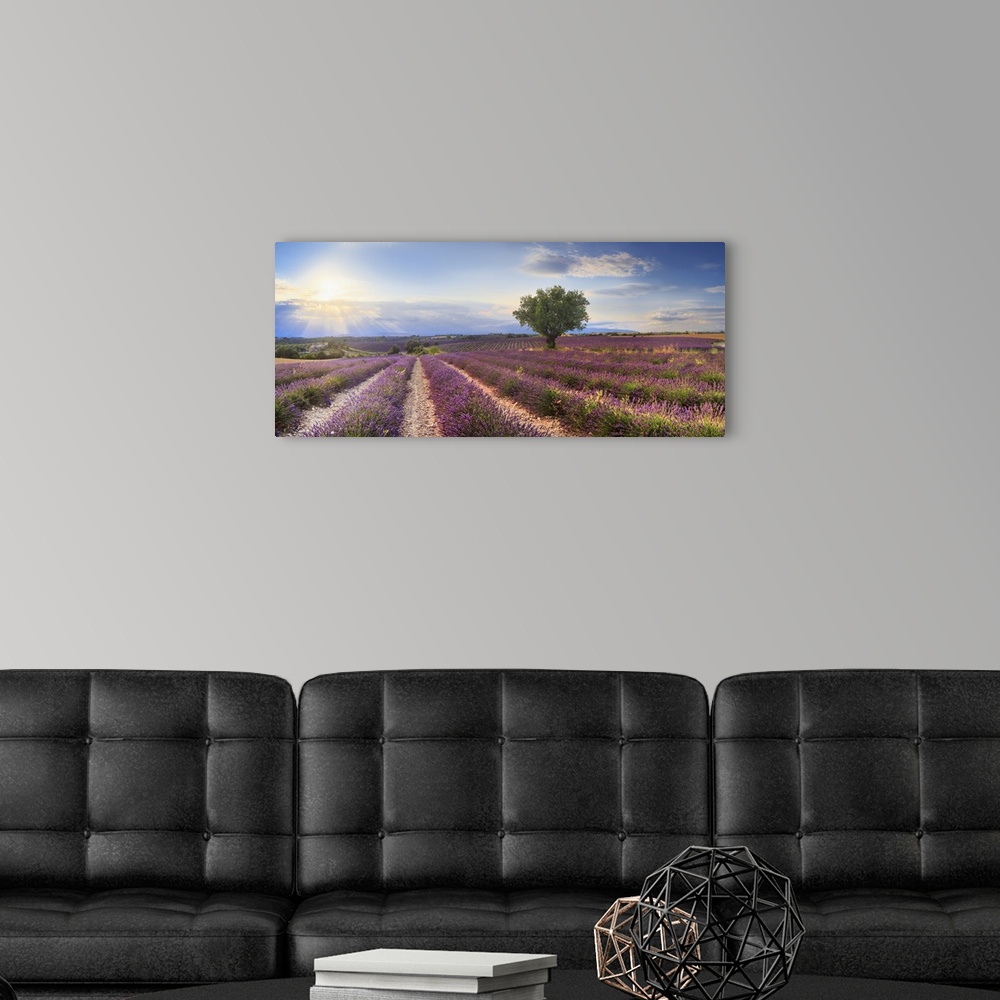 A modern room featuring France, Provence-Alpes-Cote d'Azur, Provence, Valensole, Lavender fields near Valensole