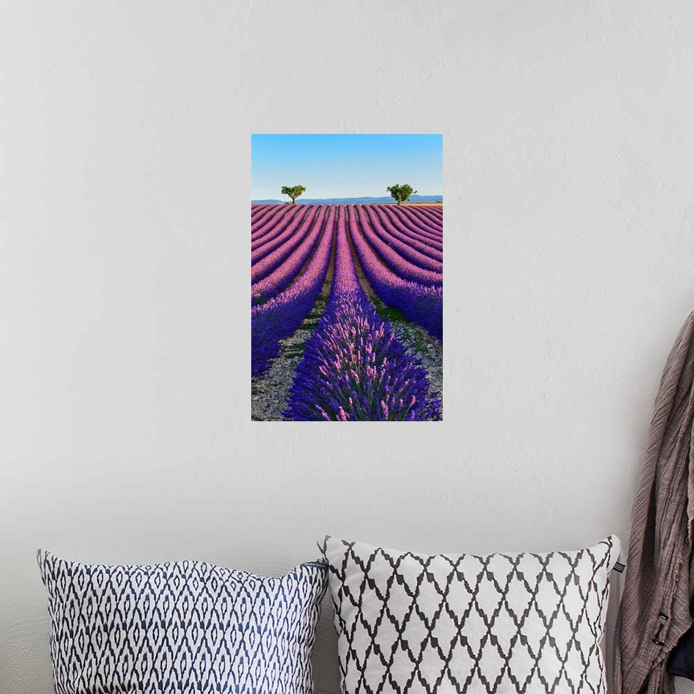 A bohemian room featuring France, Provence-Alpes-Cote d'Azur, Provence, Valensole, Lavender fields near Valensole.