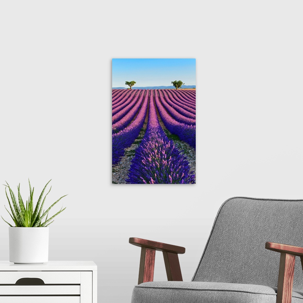 A modern room featuring France, Provence-Alpes-Cote d'Azur, Provence, Valensole, Lavender fields near Valensole.