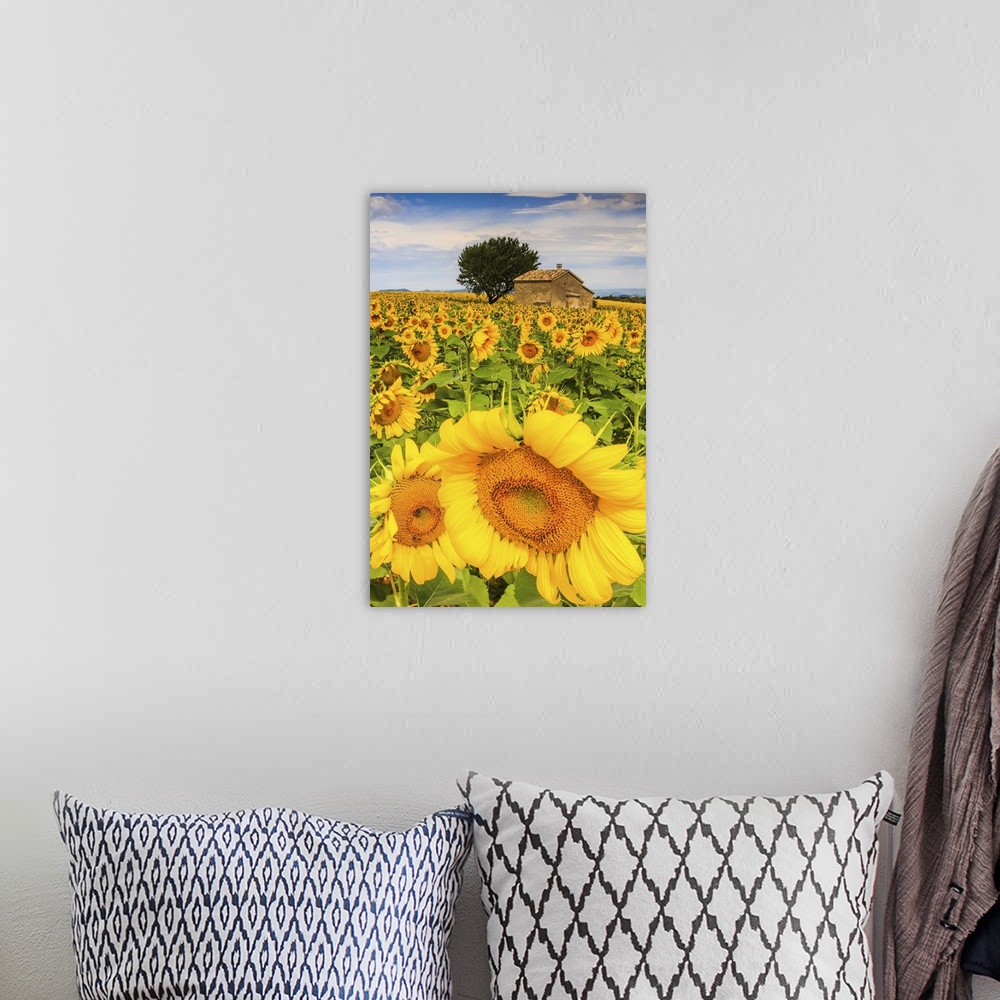 A bohemian room featuring France, Provence-Alpes-Cote d'Azur, Provence, Valensole, Sunflower field near Valensole