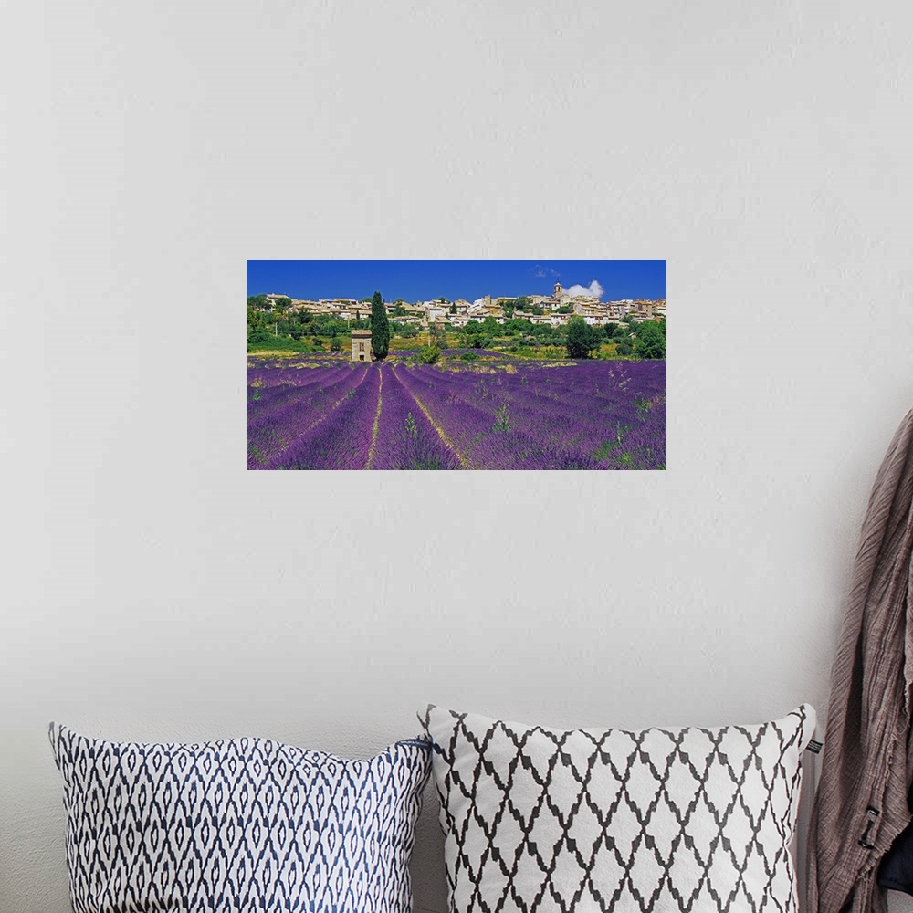 A bohemian room featuring France, Provence-Alpes-C..te d'Azur, Puimosson, Lavender field