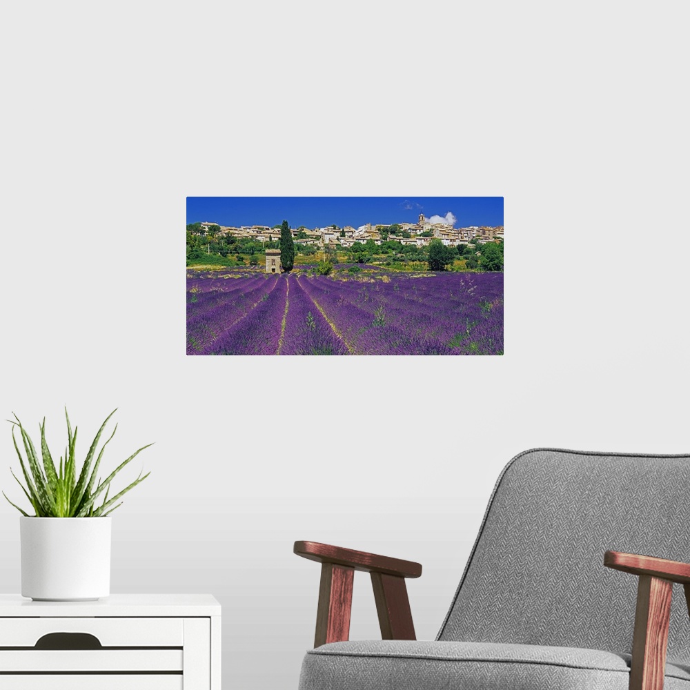 A modern room featuring France, Provence-Alpes-C..te d'Azur, Puimosson, Lavender field