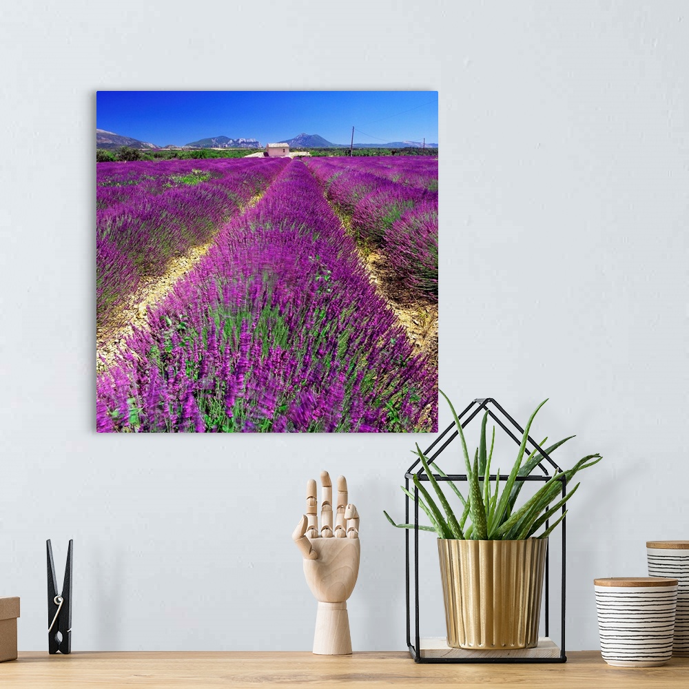 A bohemian room featuring France, Provence-Alpes-C..te d'Azur, Saint-Jurs, Lavender fields