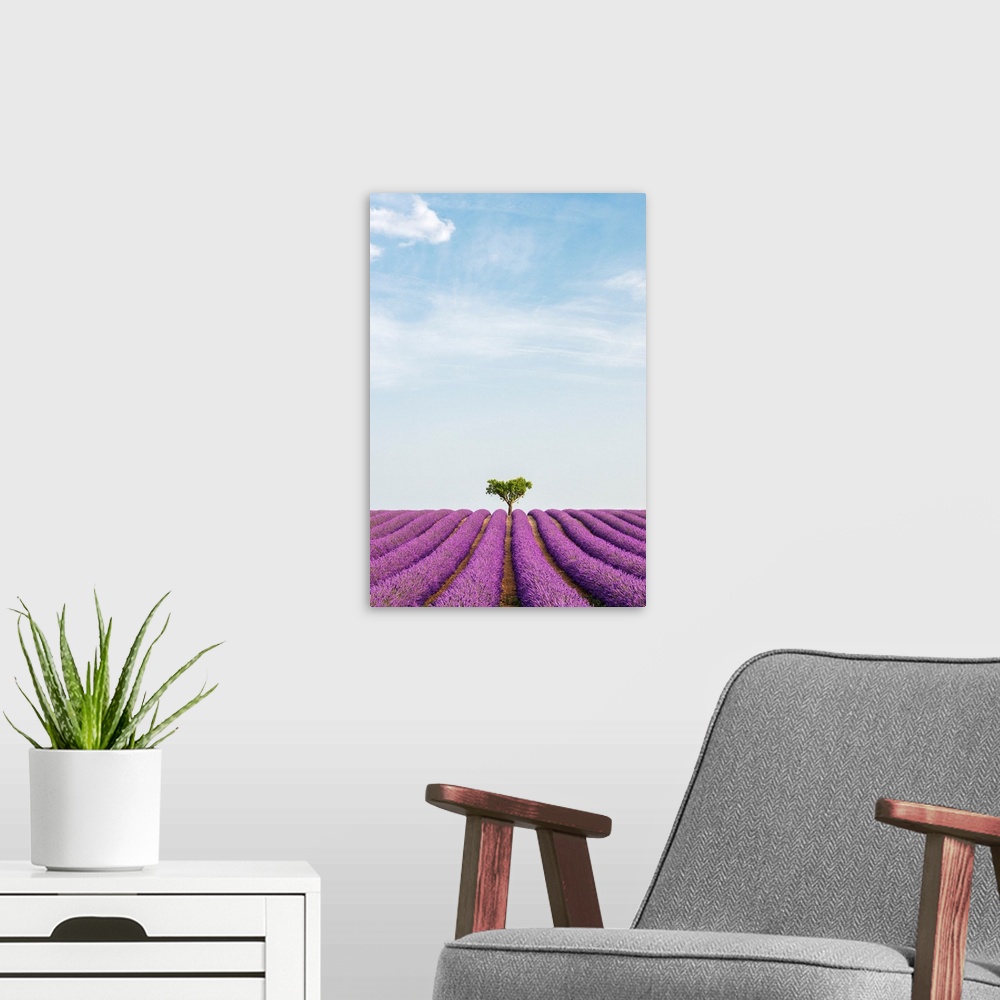 A modern room featuring France, Provence-Alpes-Cote d'Azur, Valensole, Lavender field on the plateau.