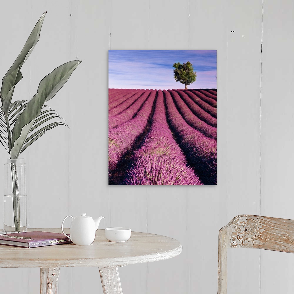 A farmhouse room featuring France, Provence-Alpes-C..te d'Azur, Valensole, Lavender fields