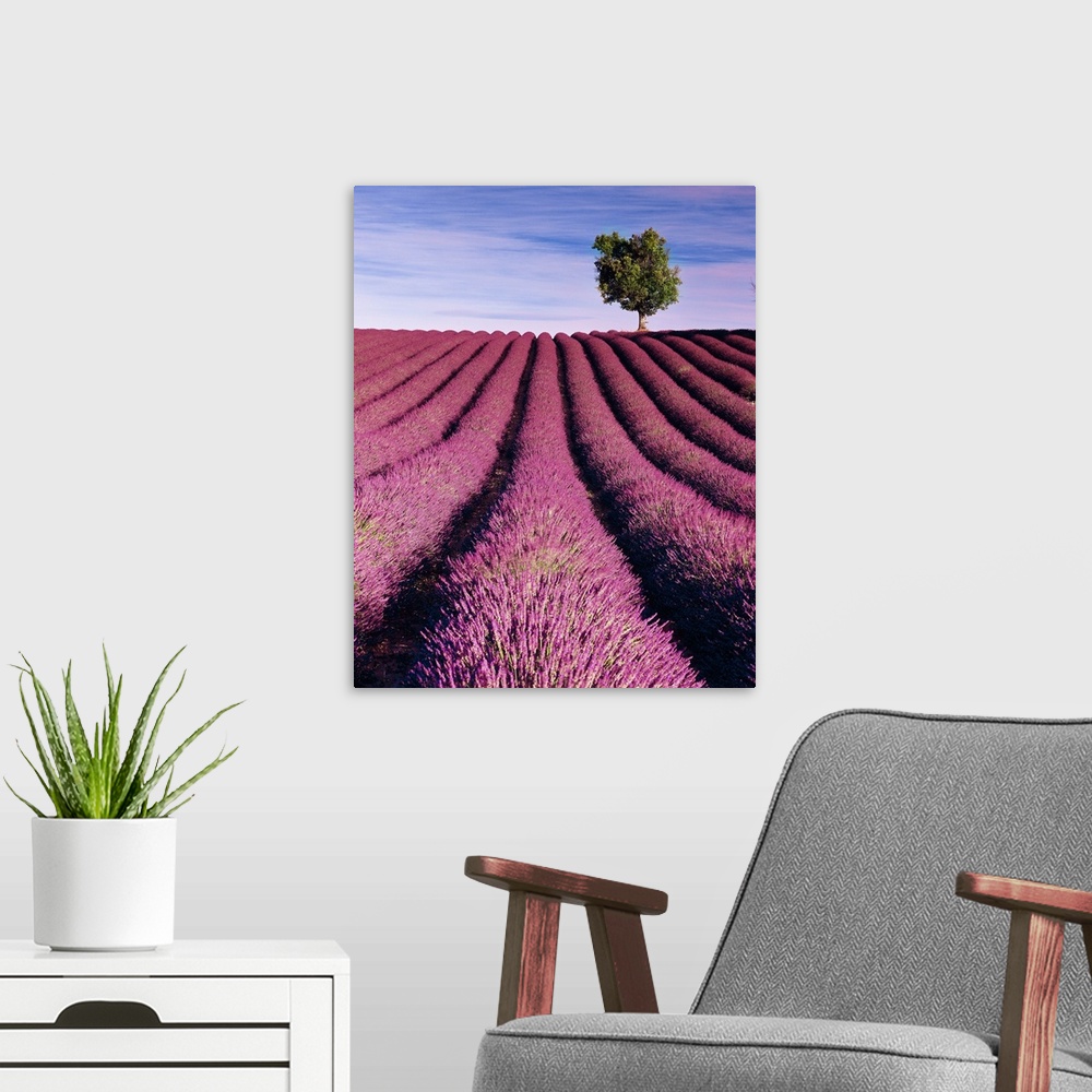 A modern room featuring France, Provence-Alpes-C..te d'Azur, Valensole, Lavender fields