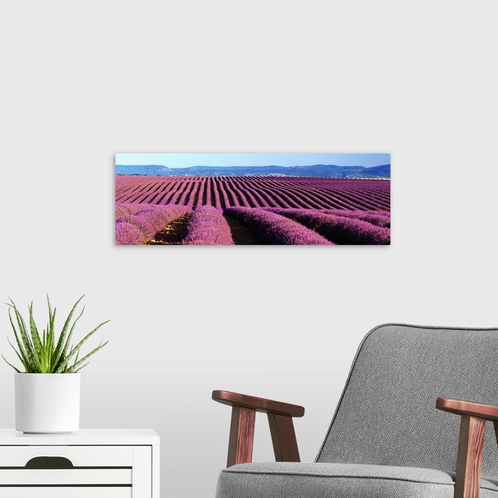A modern room featuring France, Provence-Alpes-C..te d'Azur, Valensole, Lavender fields