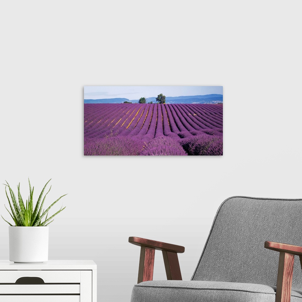 A modern room featuring France, Provence, Lavender fields.