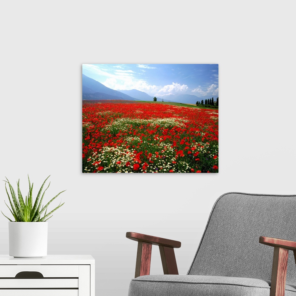 A modern room featuring France, Provence, Meadow of poppies and daisies