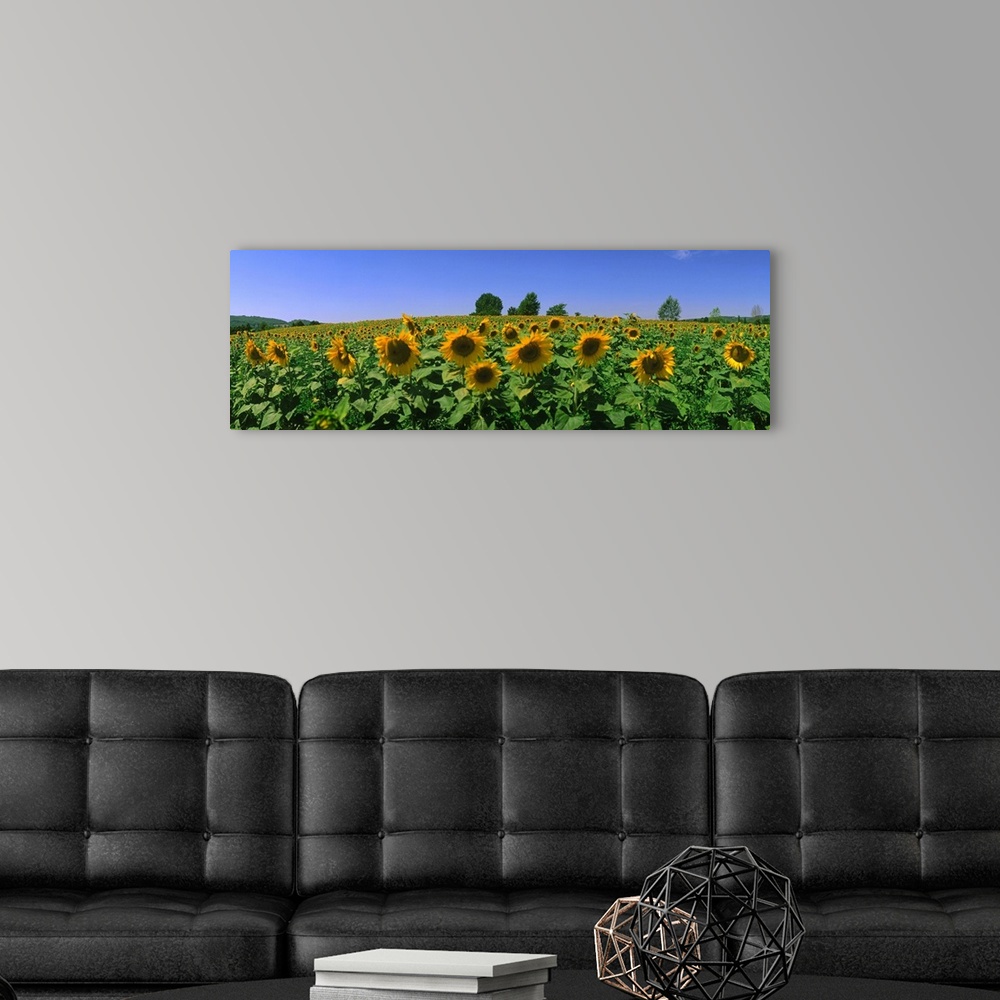 A modern room featuring France, Provence, Sunflowers