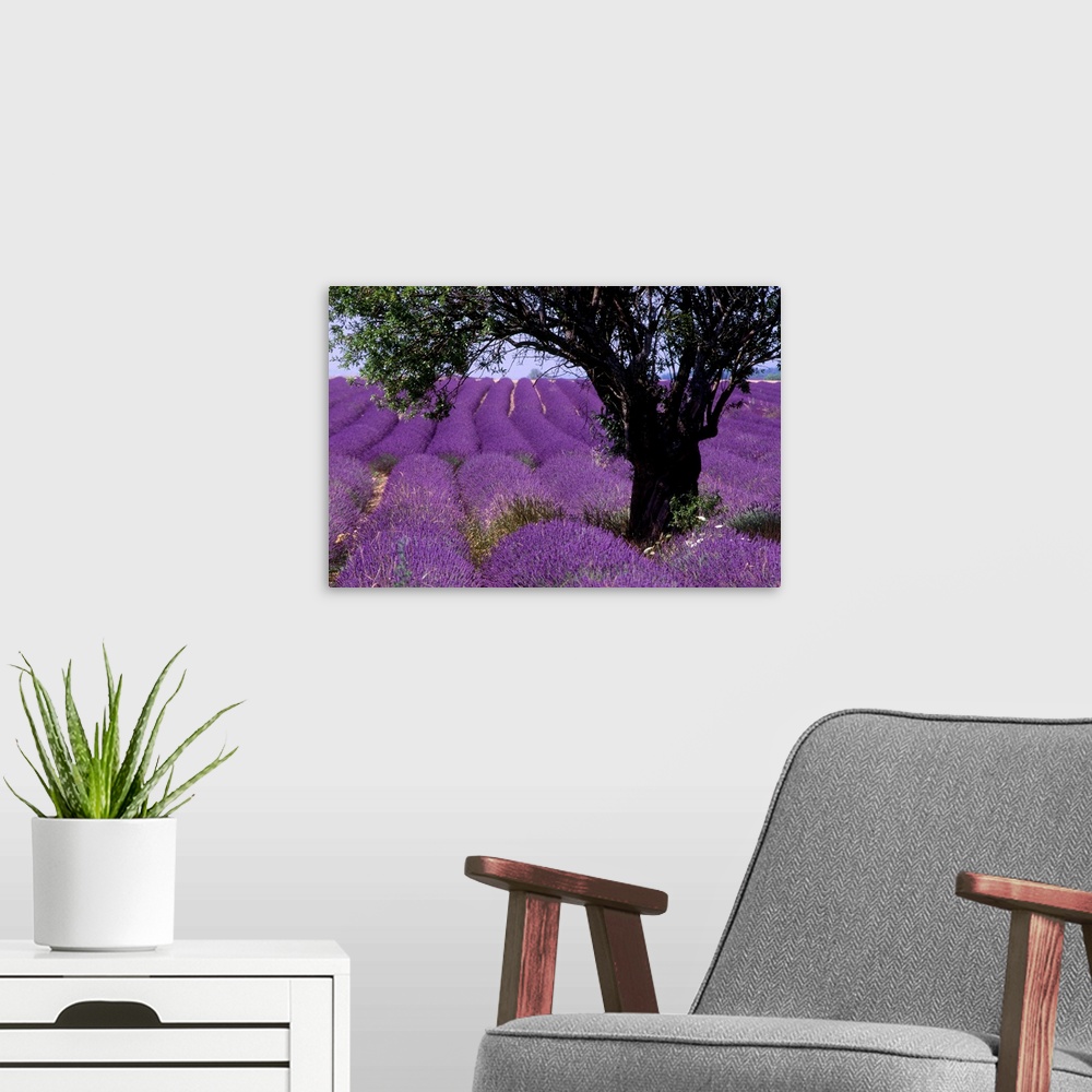A modern room featuring France, Provence, Valensole, Lavender field.