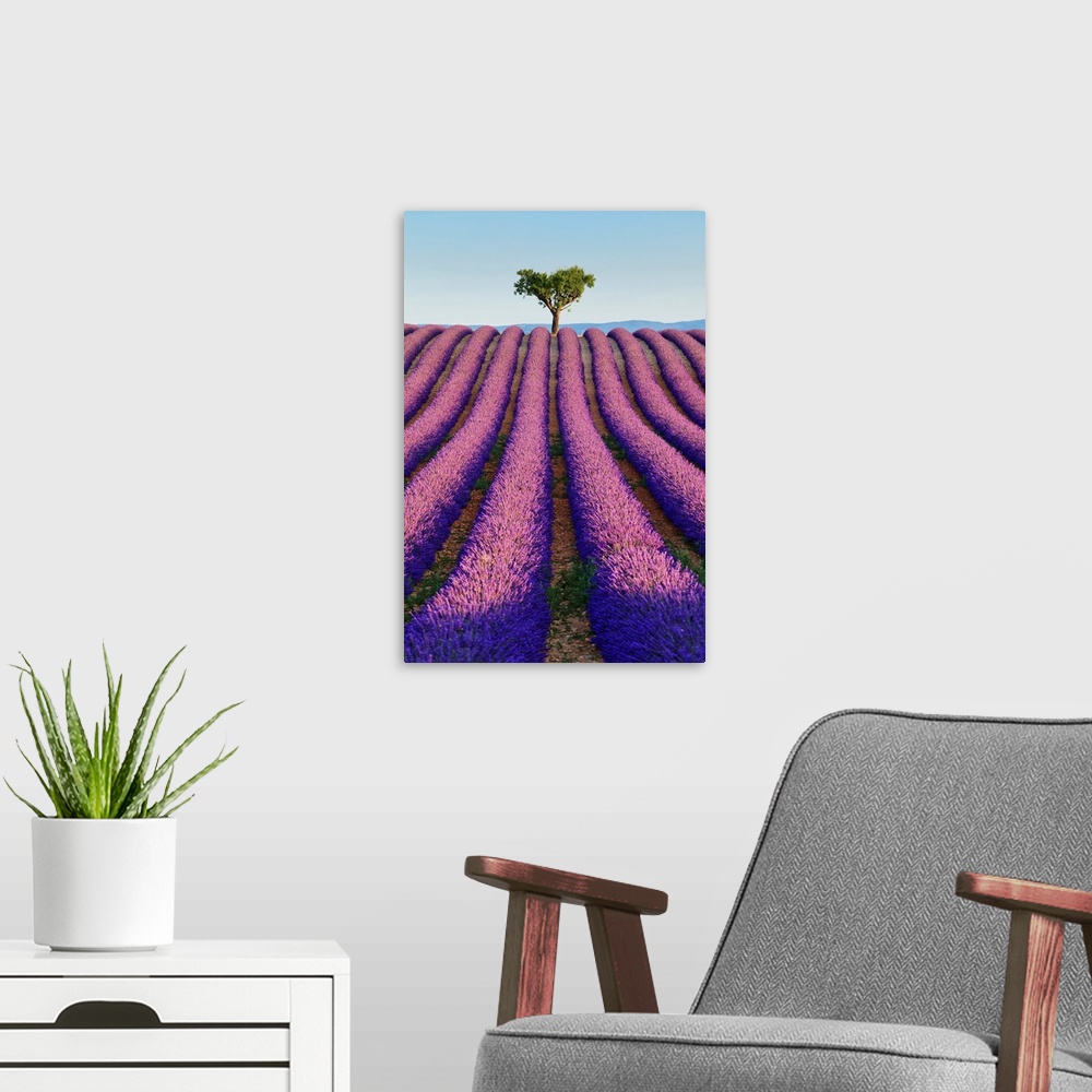 A modern room featuring France, Provence, Valensole, Lavender fields near Valensole.
