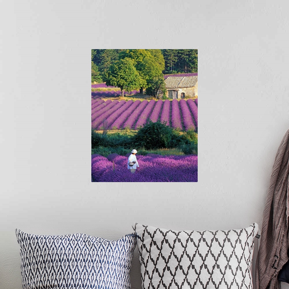 A bohemian room featuring France, Provence, woman in lavender field