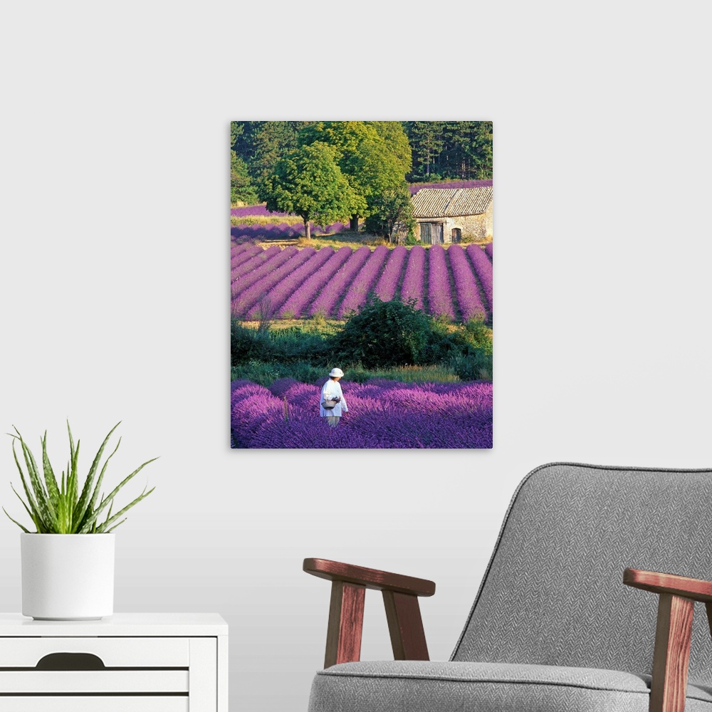 A modern room featuring France, Provence, woman in lavender field