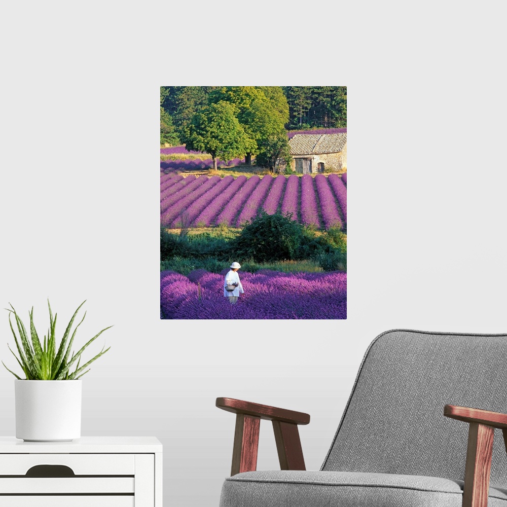A modern room featuring France, Provence, woman in lavender field