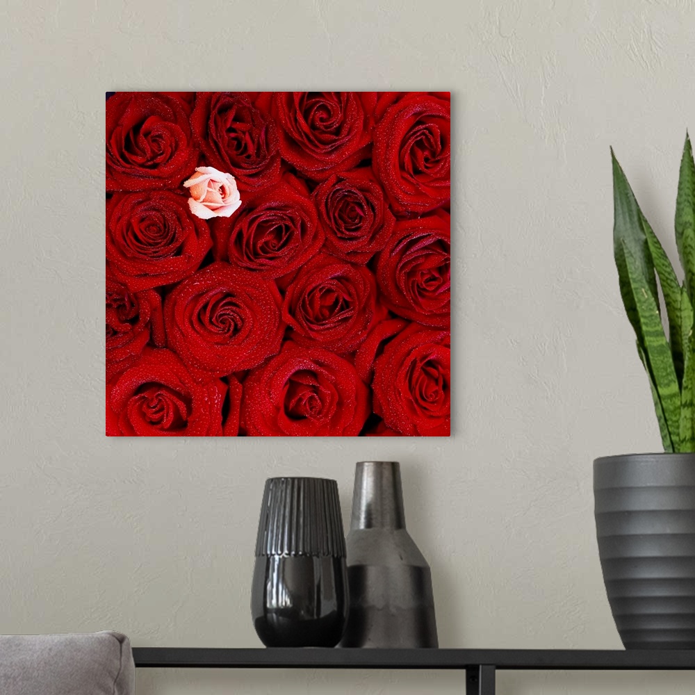 A modern room featuring France, Red roses