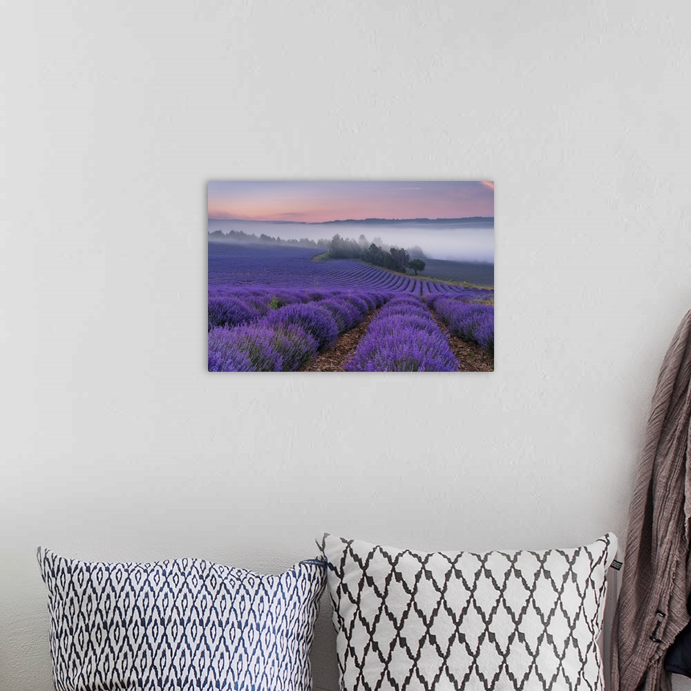 A bohemian room featuring France, Provence-Alpes-Cote d'Azur, Sault, Provence, Alpes-de-Haute-Provence, Blooming lavender f...