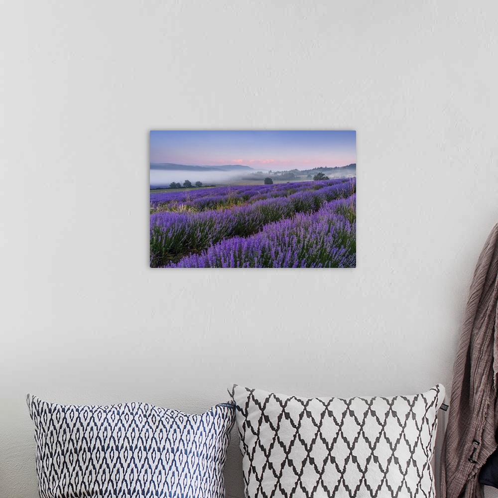 A bohemian room featuring France, Provence-Alpes-Cote d'Azur, Sault, Provence, Alpes-de-Haute-Provence, Blooming lavender f...