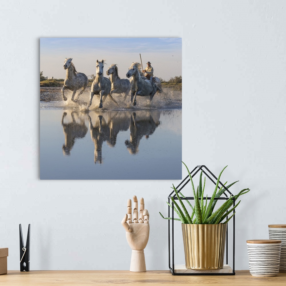 A bohemian room featuring France, Saintes-Maries-de-la-Mer, Regional Nature Park of the Camargue, White horses are herded b...