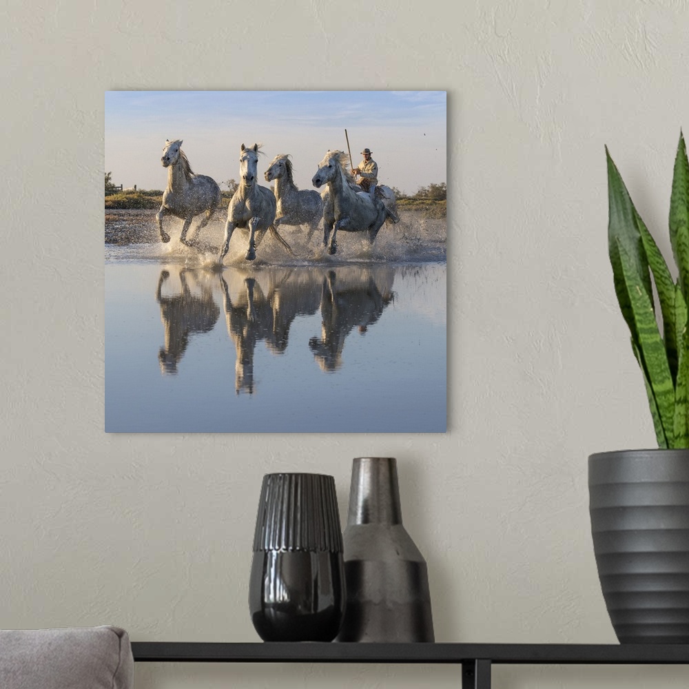 A modern room featuring France, Saintes-Maries-de-la-Mer, Regional Nature Park of the Camargue, White horses are herded b...