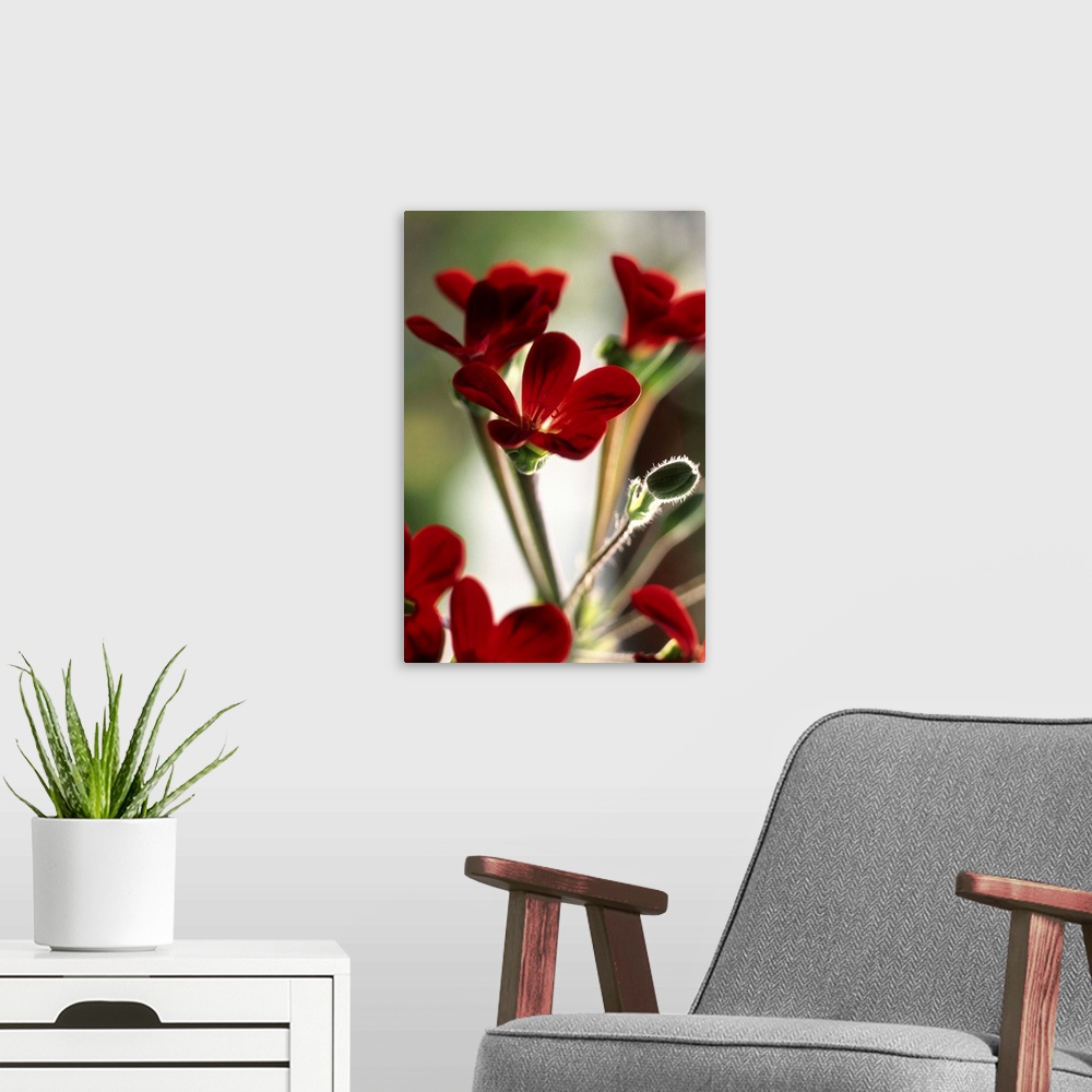 A modern room featuring Geranium (Pelargonium Ardens)