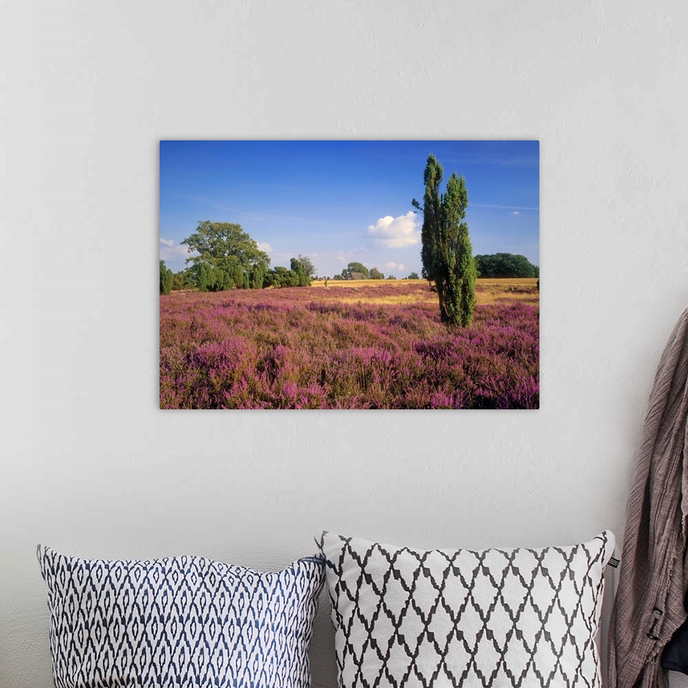 A bohemian room featuring Germany, Luneburger Heide region, typical landscape near Celle town