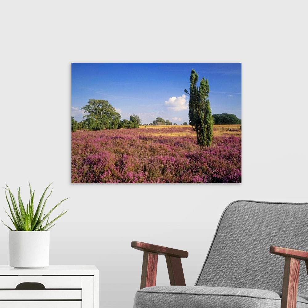 A modern room featuring Germany, Luneburger Heide region, typical landscape near Celle town