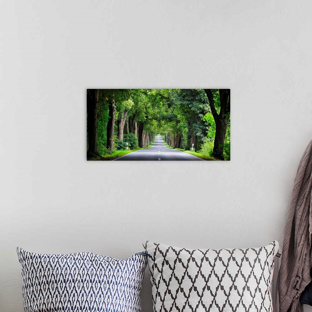 A bohemian room featuring Germany, Mecklenburg-Vorpommern, Road with linden trees.