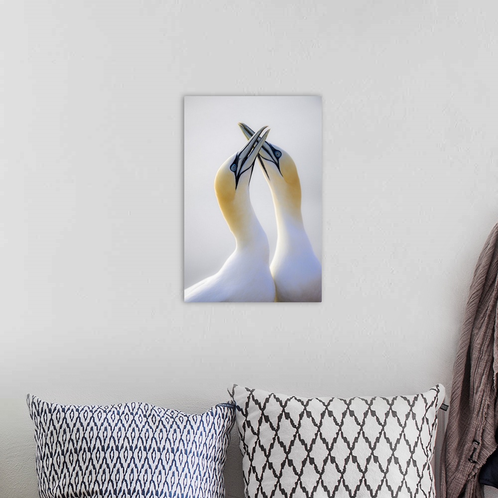 A bohemian room featuring Germany, Schleswig-Holstein, Helgoland, North sea, Northern gannet (Morus bassanus).