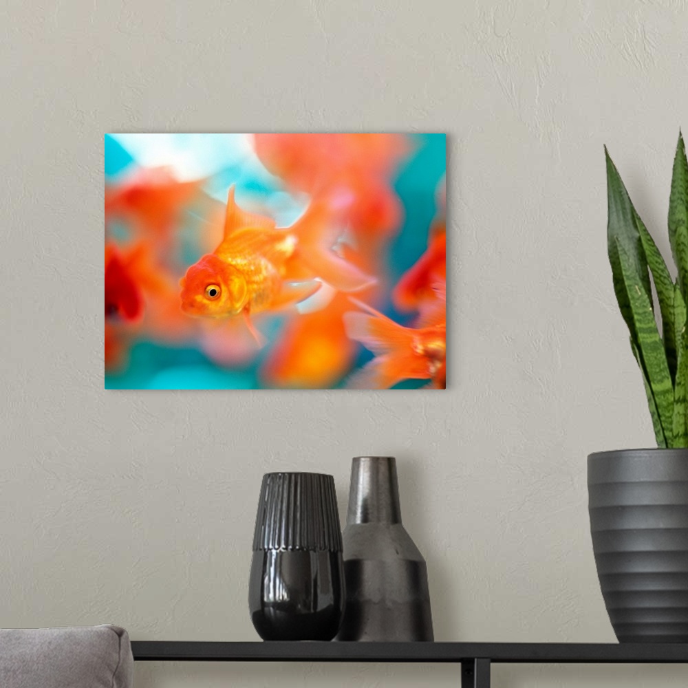 A modern room featuring goldfish