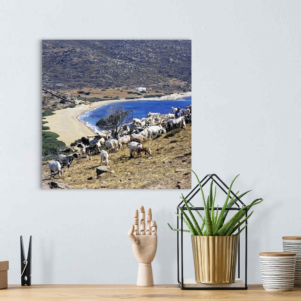 A bohemian room featuring Greece, Aegean islands, Cyclades, Ios island, flock of goats on Cape Kalamos