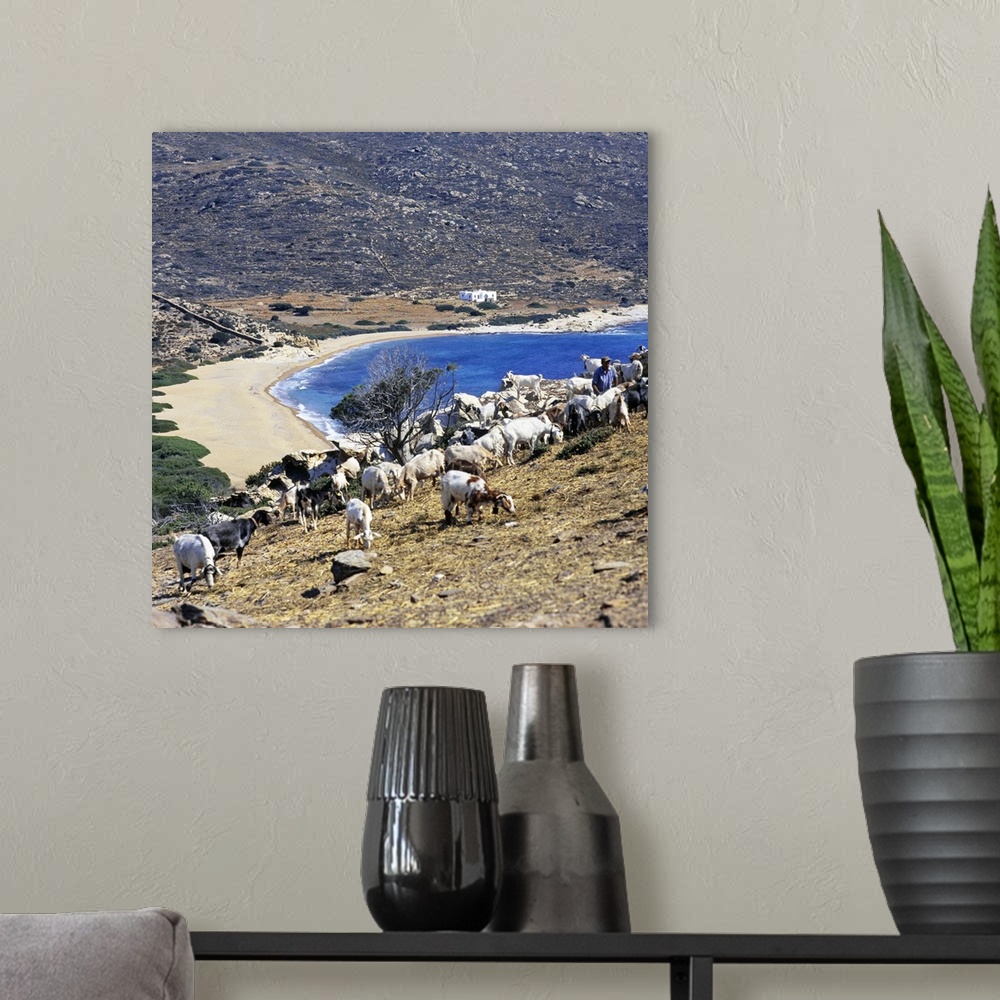 A modern room featuring Greece, Aegean islands, Cyclades, Ios island, flock of goats on Cape Kalamos