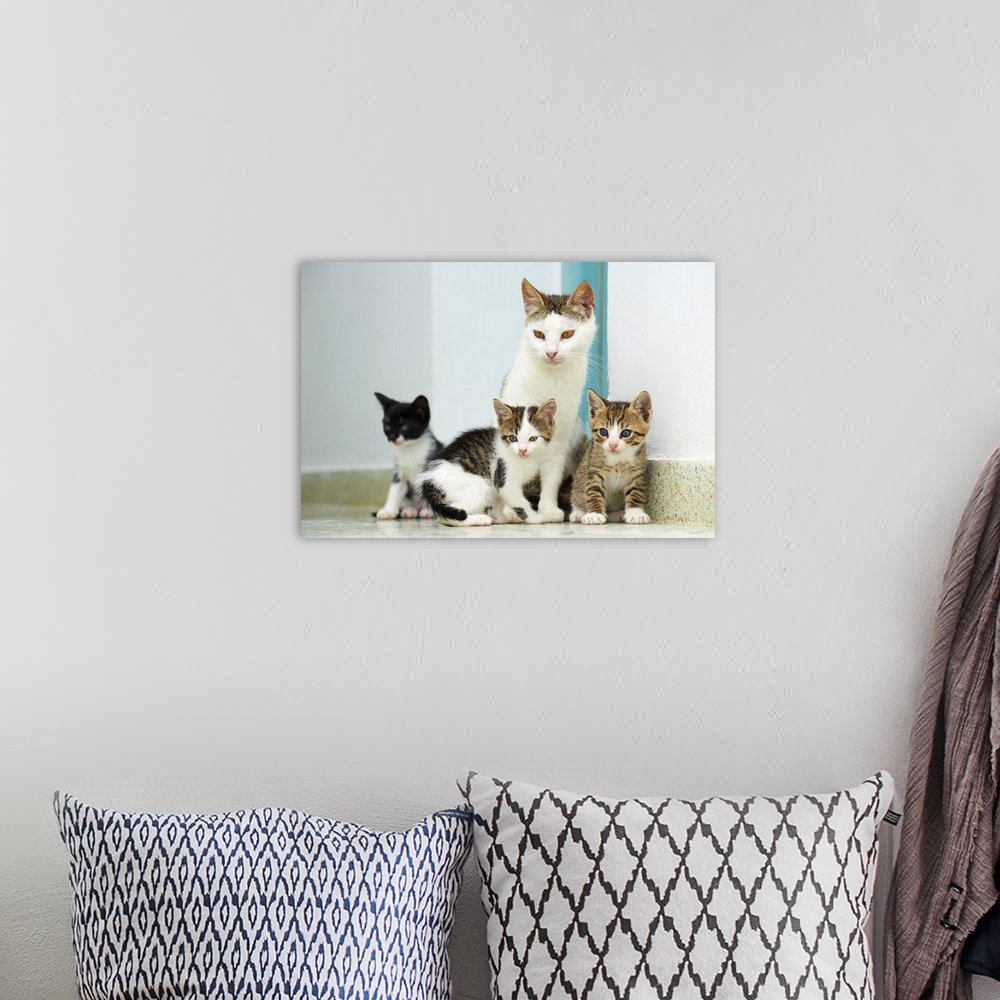 A bohemian room featuring Greece, Cyclades, Santorini island, Street cats