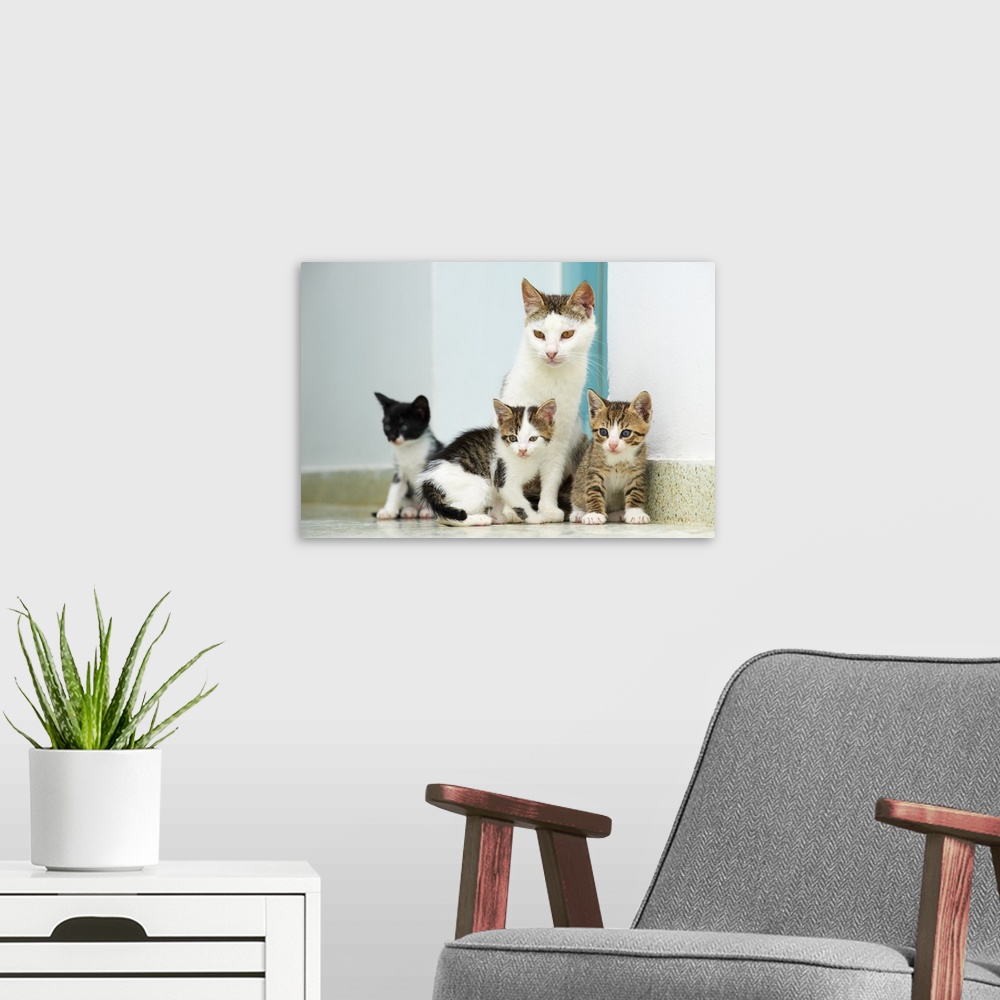 A modern room featuring Greece, Cyclades, Santorini island, Street cats