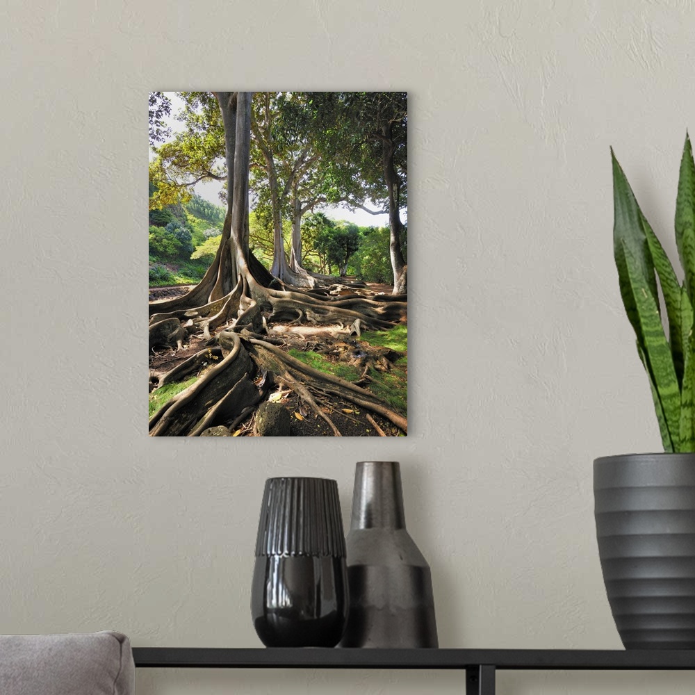 A modern room featuring Hawaii, Tropics, Kauai island, Allerton Gardens, giant ficus trees