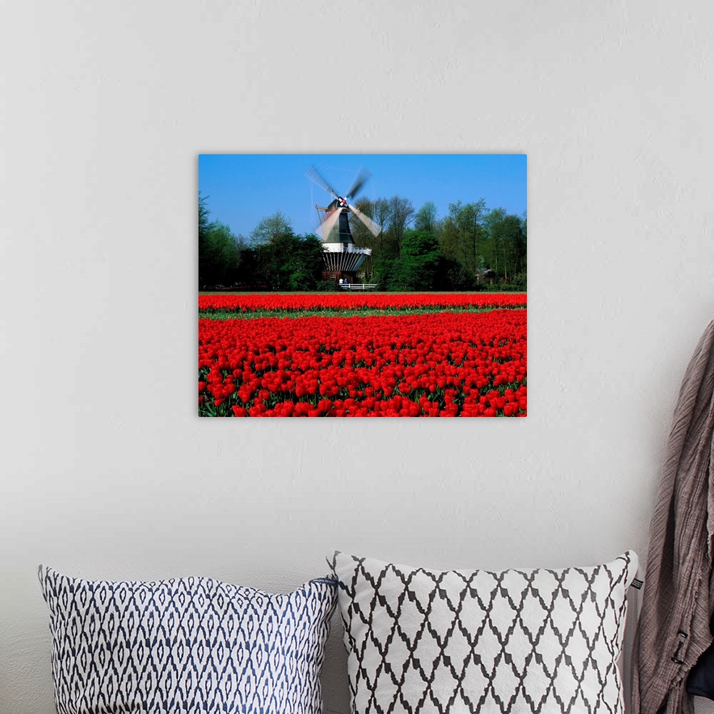 A bohemian room featuring Holland, Lisse, tulip field, windmill