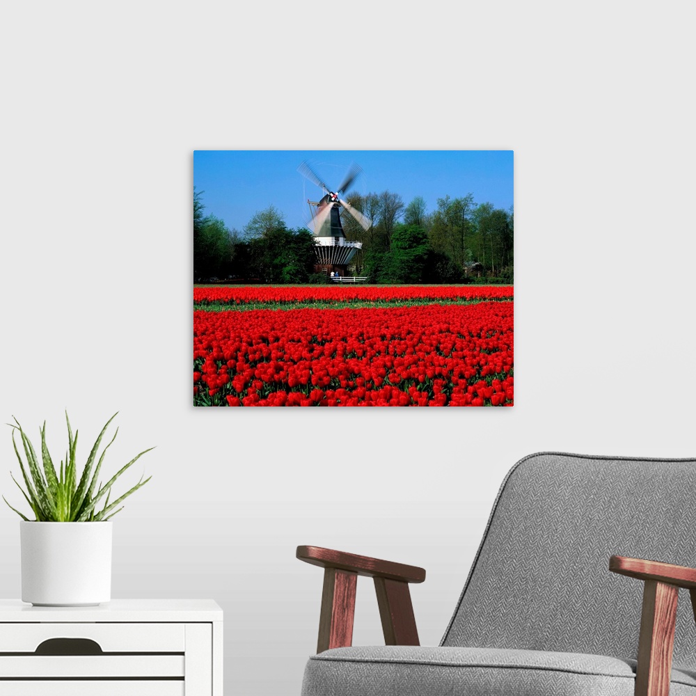 A modern room featuring Holland, Lisse, tulip field, windmill