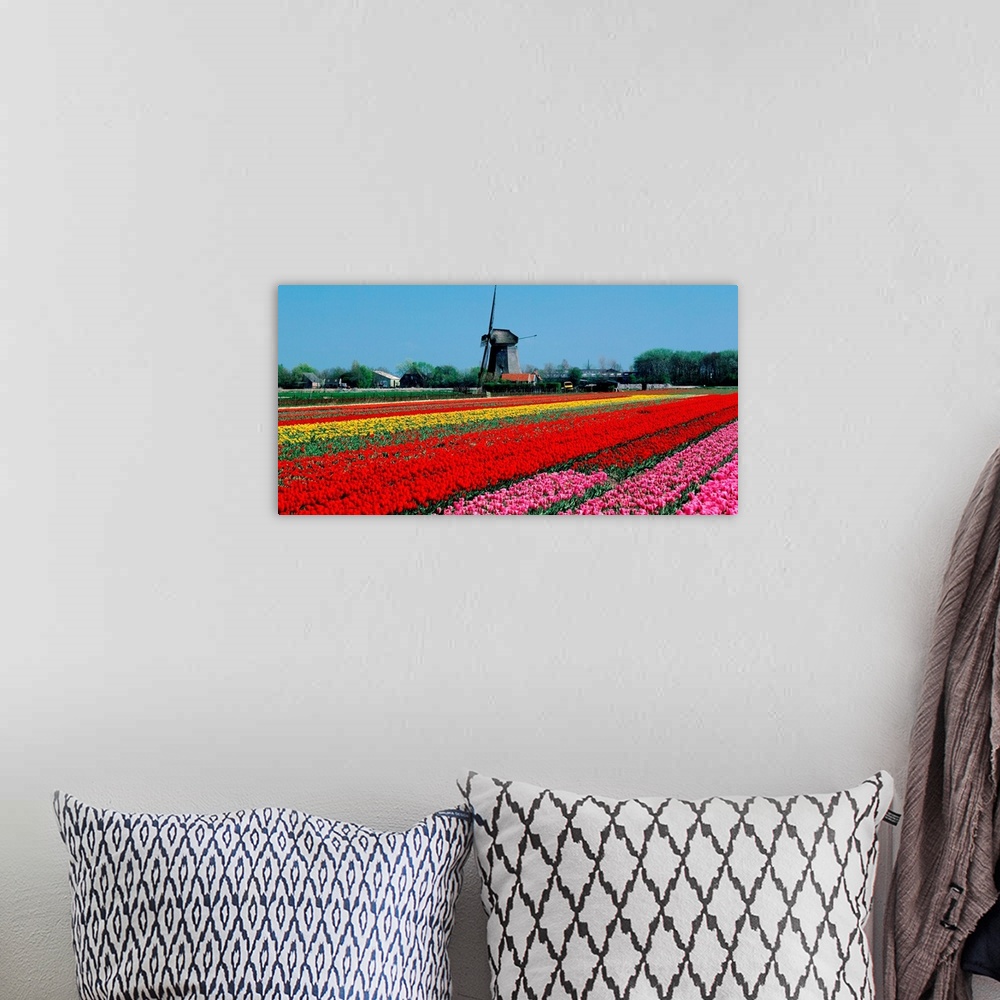 A bohemian room featuring Holland, Tulip field