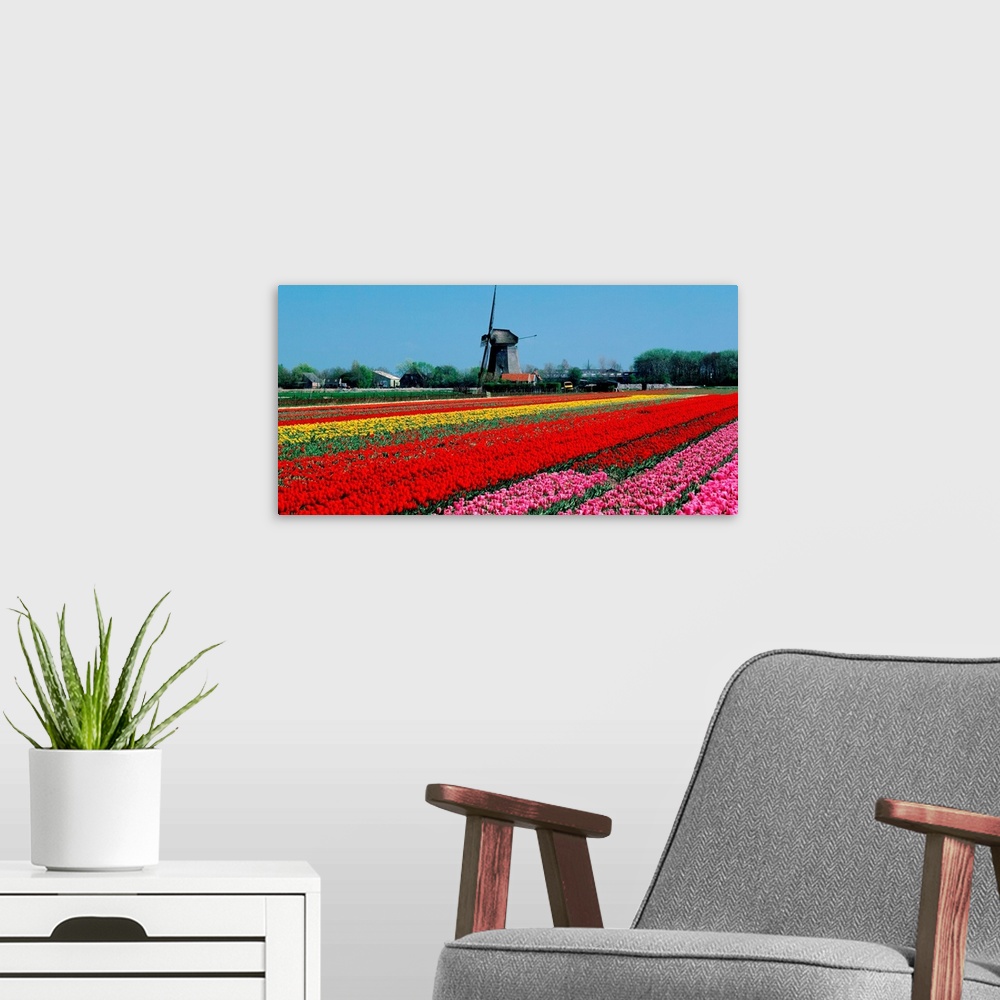 A modern room featuring Holland, Tulip field