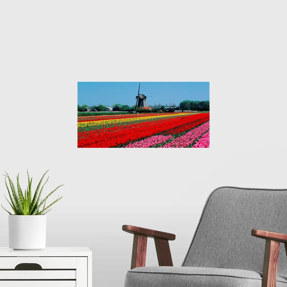 A modern room featuring Holland, Tulip field