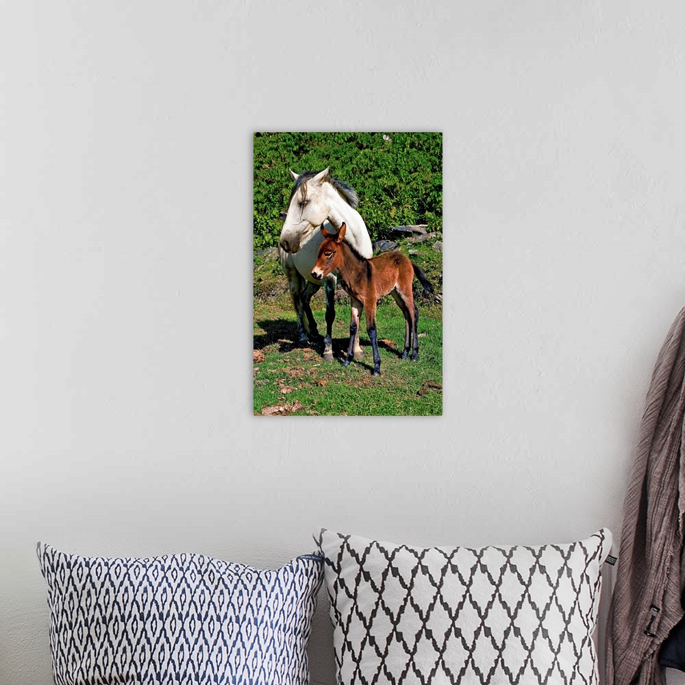 A bohemian room featuring Horse with new born baby mule