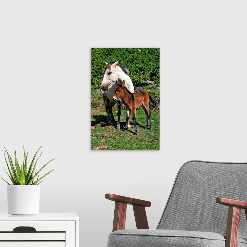 A modern room featuring Horse with new born baby mule