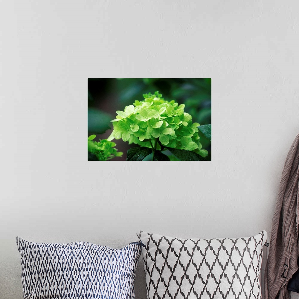 A bohemian room featuring Hydrangea Paniculata Limelight