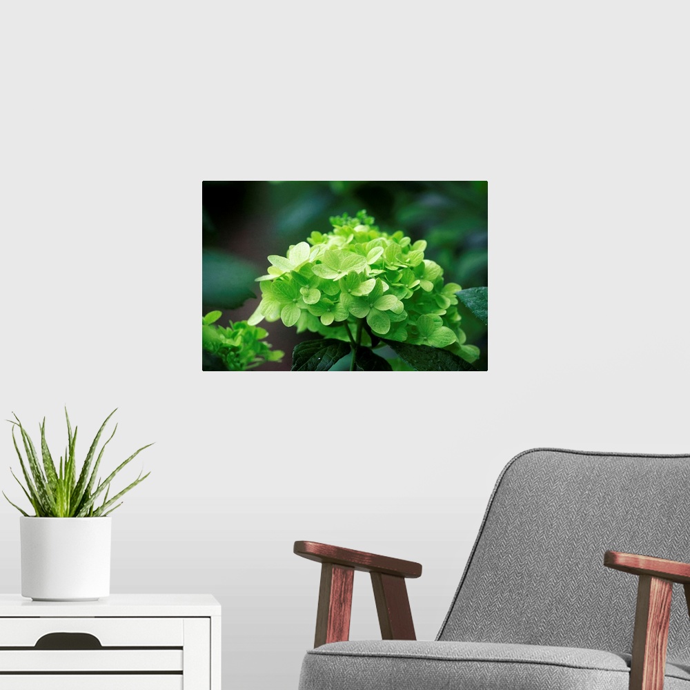 A modern room featuring Hydrangea Paniculata Limelight