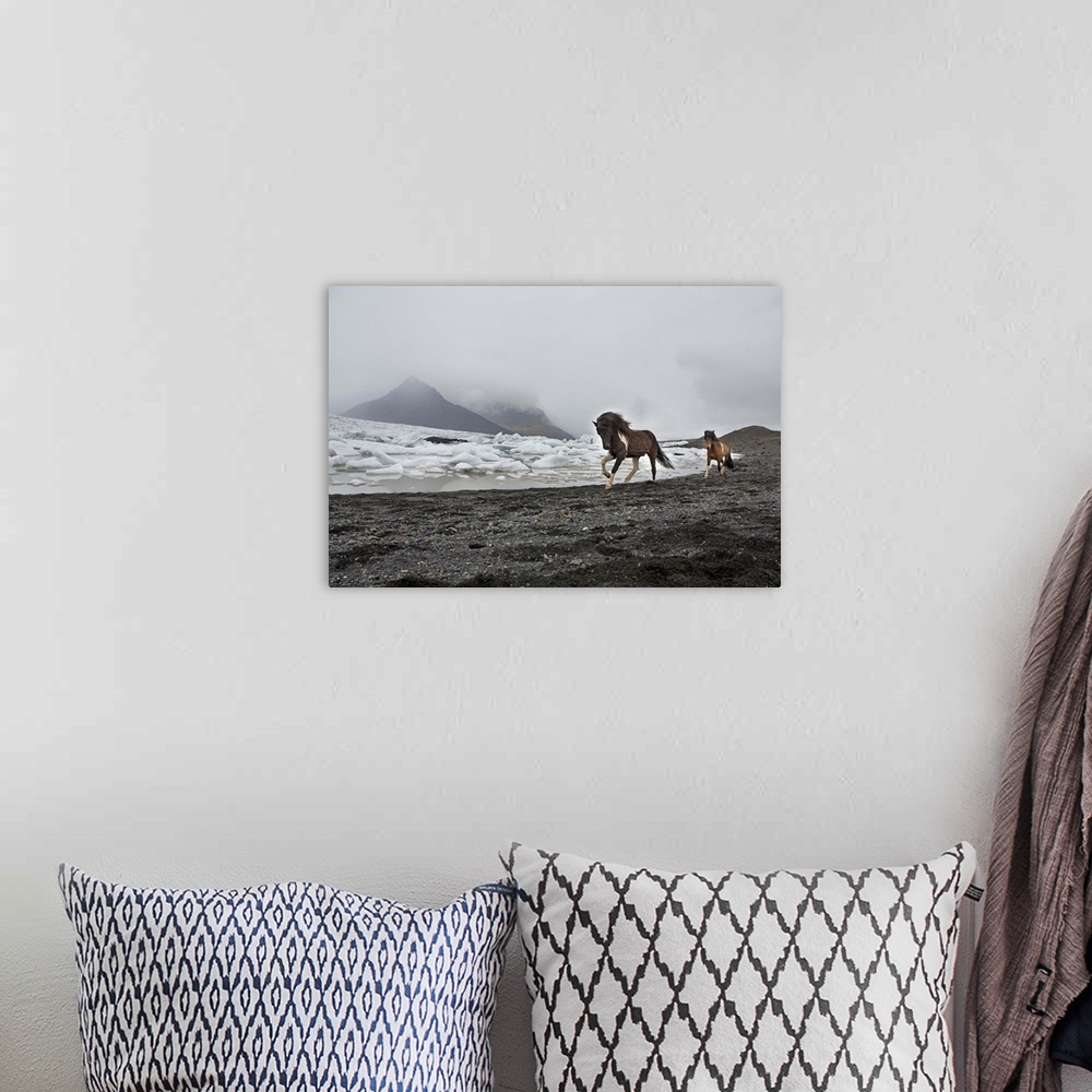 A bohemian room featuring Iceland, South Iceland, Jokulsarlon, Icelandic horses running along the beach by the Breioamerkur...