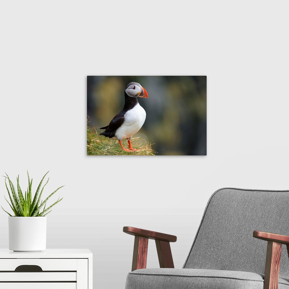 A modern room featuring Iceland, Puffin nest in the cliffs of Vick
