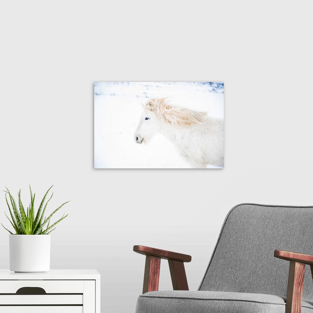 A modern room featuring Iceland, West Iceland, Snaefellsnes, Snaefellsnes peninsula, White Icelandic horse in the winter ...